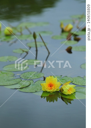 池に咲く睡蓮の花 池に咲く睡蓮の花 140658809