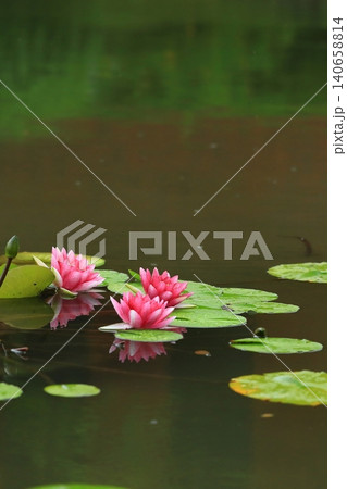 池に咲く睡蓮の花 池に咲く睡蓮の花 140658814
