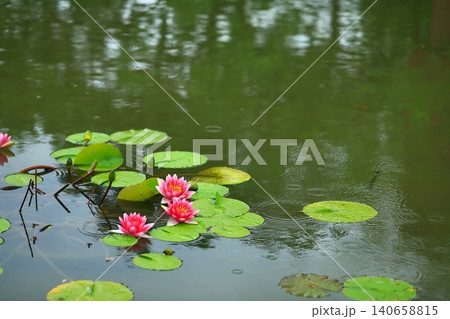 池に咲く睡蓮の花 池に咲く睡蓮の花 140658815