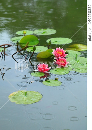 池に咲く睡蓮の花 140658820
