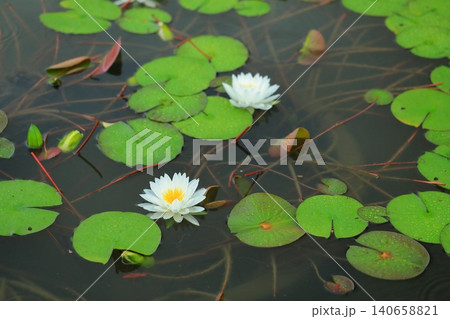 池に咲く睡蓮の花 140658821