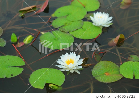 池に咲く睡蓮の花 池に咲く睡蓮の花 140658823