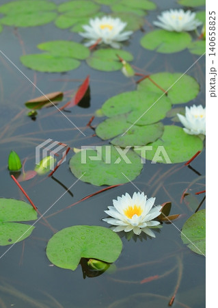 池に咲く睡蓮の花 池に咲く睡蓮の花 140658825