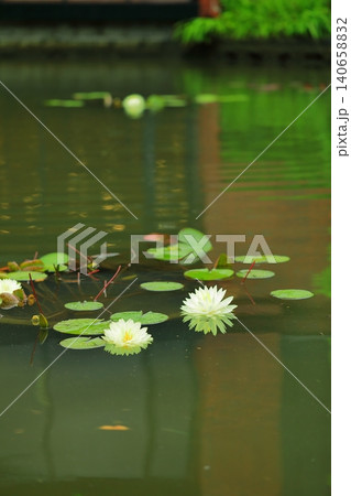 池に咲く睡蓮の花 池に咲く睡蓮の花 140658832