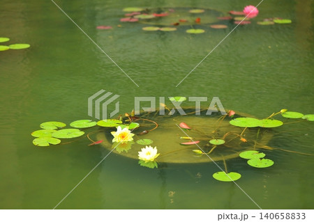 池に咲く睡蓮の花 池に咲く睡蓮の花 140658833