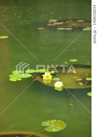 池に咲く睡蓮の花 140658834