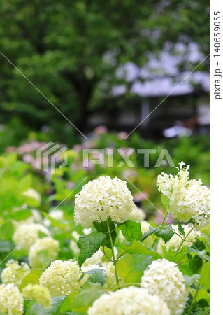 あじさい寺 140659055