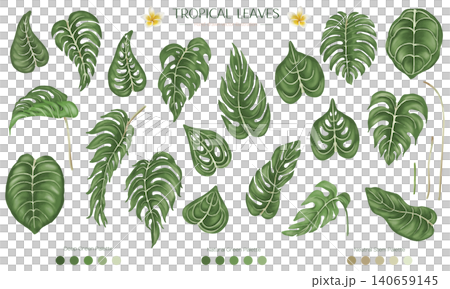 A set of Monstera paintings in watercolors A set of Monstera paintings in watercolors 140659145