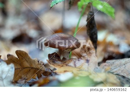 Honey fungus raindrop cap oak leaf litter after rain 140659162