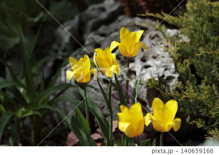 Bright yellow tulipa sylvestris flowers blooming in a spring Bright yellow tulipa sylvestris flowers blooming in a spring 140659166