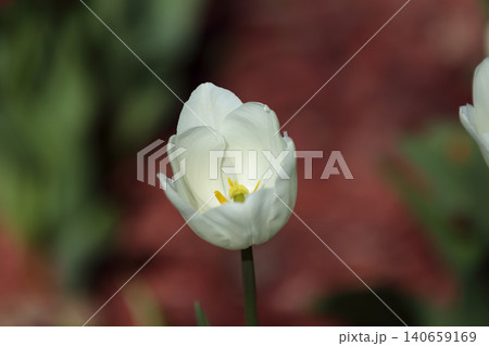 Solitary white fosteriana tulip flower head blooming Solitary white fosteriana tulip flower head blooming 140659169