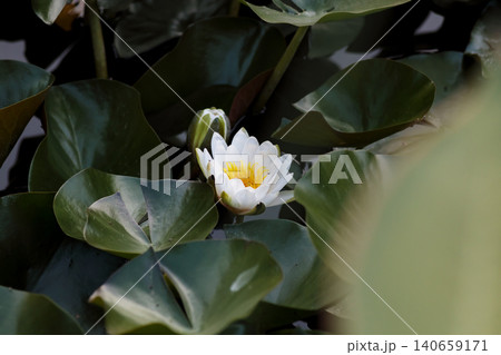 White nymphaea water lily flower blooming on a pond White nymphaea water lily flower blooming on a pond 140659171