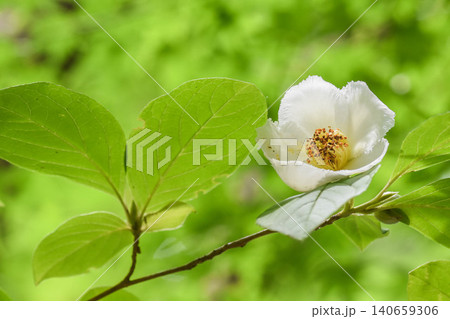 夏の花　ナツツバキ 140659306