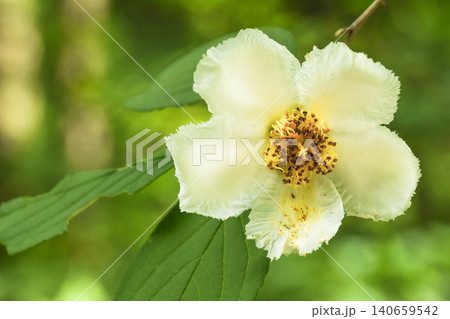 夏の花　ナツツバキ 140659542