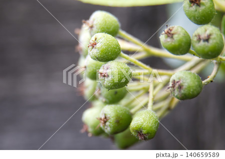 Close-up of unripe green aronia berries on a branch with a soft blurred background Close-up of unripe green aronia berries on a branch with a soft blurred background 140659589