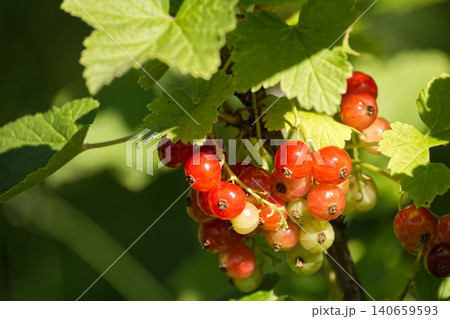 Cluster Of Red Currant Berries On Branch With Green Leaves In Sunlit Summer Garden 140659593