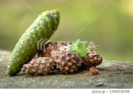 A fresh green pine cone rests beside dried cones and a wood sorrels leaf A fresh green pine cone rests beside dried cones and a wood sorrels leaf 140659599