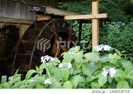東京都町田市の薬師池公園の水車小屋とあじさいの風景 東京都町田市の薬師池公園の水車小屋とあじさいの風景 140659758