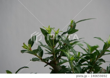 Elegant Cephalanthus occidentalis bonsai plant in a pot Elegant Cephalanthus occidentalis bonsai plant in a pot 140659892