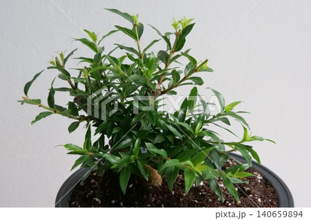 Elegant Cephalanthus occidentalis bonsai plant in a pot Elegant Cephalanthus occidentalis bonsai plant in a pot 140659894