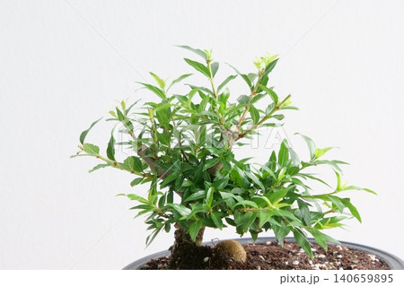 Elegant Cephalanthus occidentalis bonsai plant in a pot Elegant Cephalanthus occidentalis bonsai plant in a pot 140659895