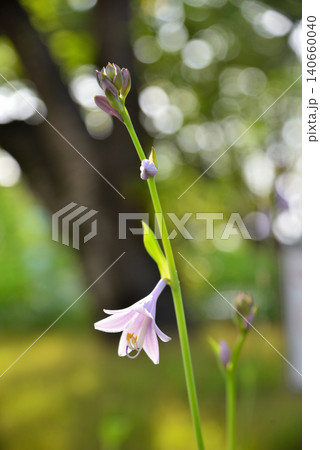 オオバギボウシの花 オオバギボウシの花 140660040