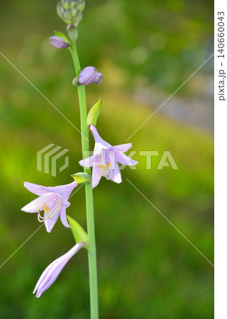 オオバギボウシの花 140660043