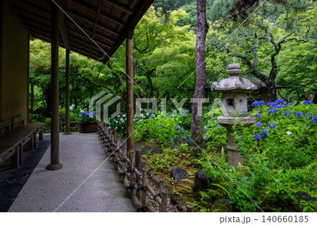 一条恵観山荘の雨に濡れる紫陽花と和の情緒あふれる風景 一条恵観山荘の雨に濡れる紫陽花と和の情緒あふれる風景 140660185