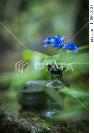 一条恵観山荘の雨に濡れる紫陽花と和の情緒あふれる風景 一条恵観山荘の雨に濡れる紫陽花と和の情緒あふれる風景 140660188