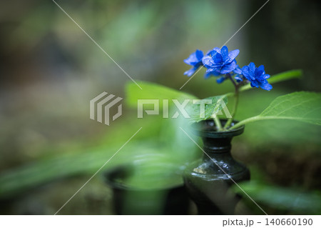 一条恵観山荘の雨に濡れる紫陽花と和の情緒あふれる風景 140660190