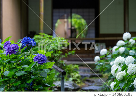 一条恵観山荘の雨に濡れる紫陽花と和の情緒あふれる風景 一条恵観山荘の雨に濡れる紫陽花と和の情緒あふれる風景 140660193