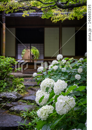 一条恵観山荘の雨に濡れる紫陽花と和の情緒あふれる風景 一条恵観山荘の雨に濡れる紫陽花と和の情緒あふれる風景 140660195