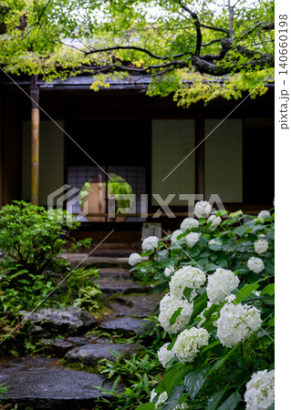 一条恵観山荘の雨に濡れる紫陽花と和の情緒あふれる風景 140660198