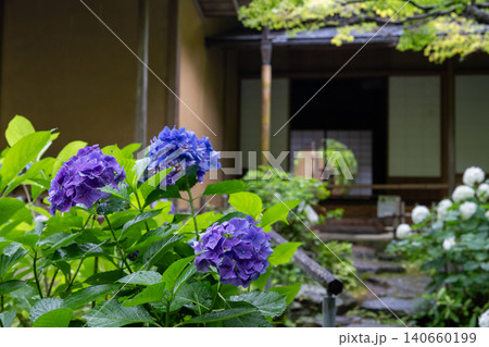一条恵観山荘の雨に濡れる紫陽花と和の情緒あふれる風景 一条恵観山荘の雨に濡れる紫陽花と和の情緒あふれる風景 140660199