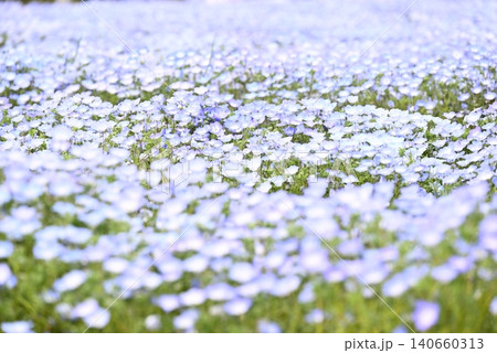 春の花壇に咲くネモフィラの青い花 春の花壇に咲くネモフィラの青い花 140660313