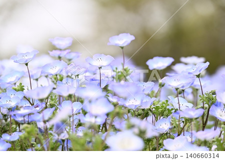 春の花壇に咲くネモフィラの青い花 140660314