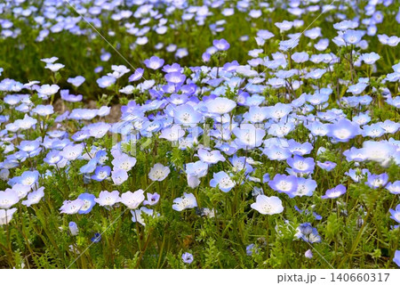 春の花壇に咲くネモフィラの青い花 春の花壇に咲くネモフィラの青い花 140660317
