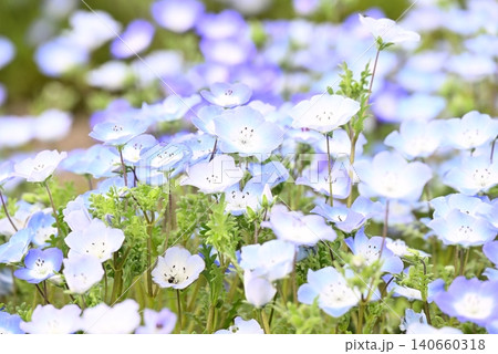 春の花壇に咲くネモフィラの青い花 春の花壇に咲くネモフィラの青い花 140660318