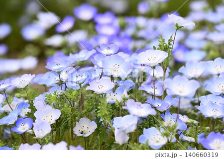 春の花壇に咲くネモフィラの青い花 140660319