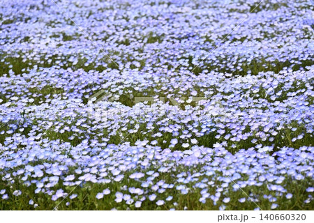 春の花壇に咲くネモフィラの青い花 140660320