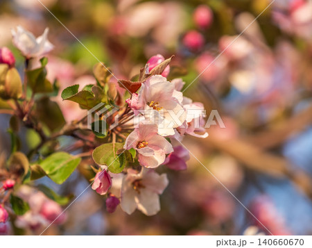 Fresh pink flowers of a blossoming apple tree with blured background Fresh pink flowers of a blossoming apple tree with blured background 140660670