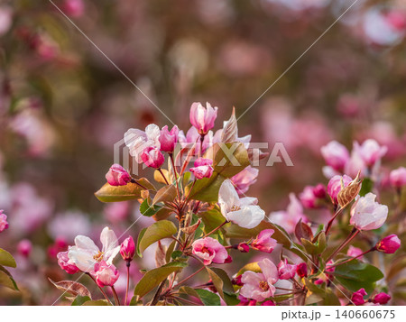 Fresh pink flowers of a blossoming apple tree with blured background Fresh pink flowers of a blossoming apple tree with blured background 140660675