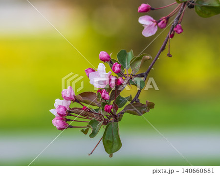 Fresh pink flowers of a blossoming apple tree with blured background Fresh pink flowers of a blossoming apple tree with blured background 140660681