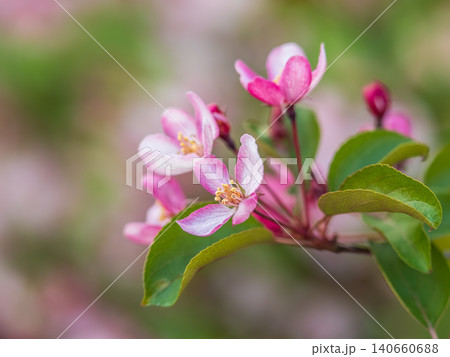Fresh pink flowers of a blossoming apple tree with blured background Fresh pink flowers of a blossoming apple tree with blured background 140660688