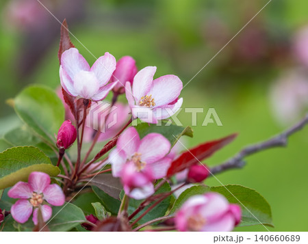 Fresh pink flowers of a blossoming apple tree with blured background 140660689