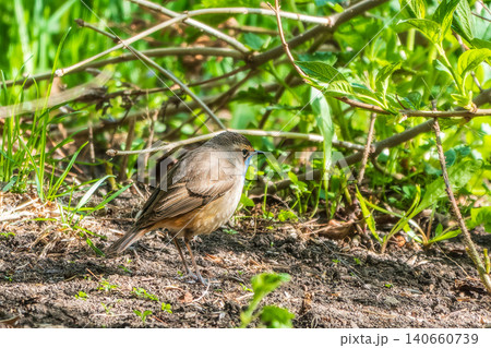 The bluethroat is a small passerine bird. Birds of Central Russia. 140660739