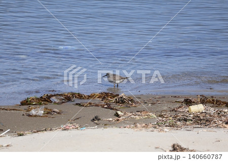 観瀾山公園海水浴場 海辺を走る鳥 観瀾山公園海水浴場 海辺を走る鳥 140660787