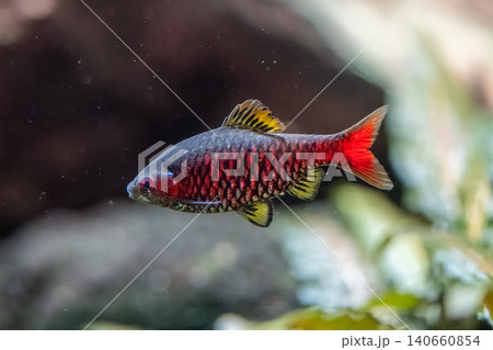 鮮やかな色彩が美しいオデッサバルブ（熱帯魚）の水中写真 - カワスイにて撮影 140660854