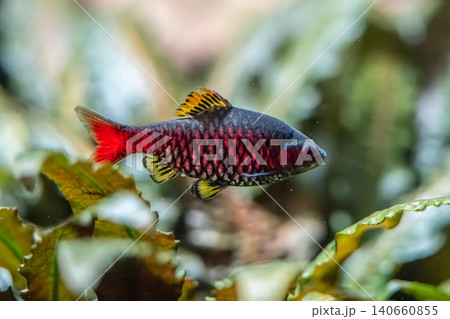 鮮やかな色彩が美しいオデッサバルブ（熱帯魚）の水中写真 - カワスイにて撮影 140660855
