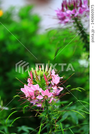 咲き始めた、クレオメの花 140660975